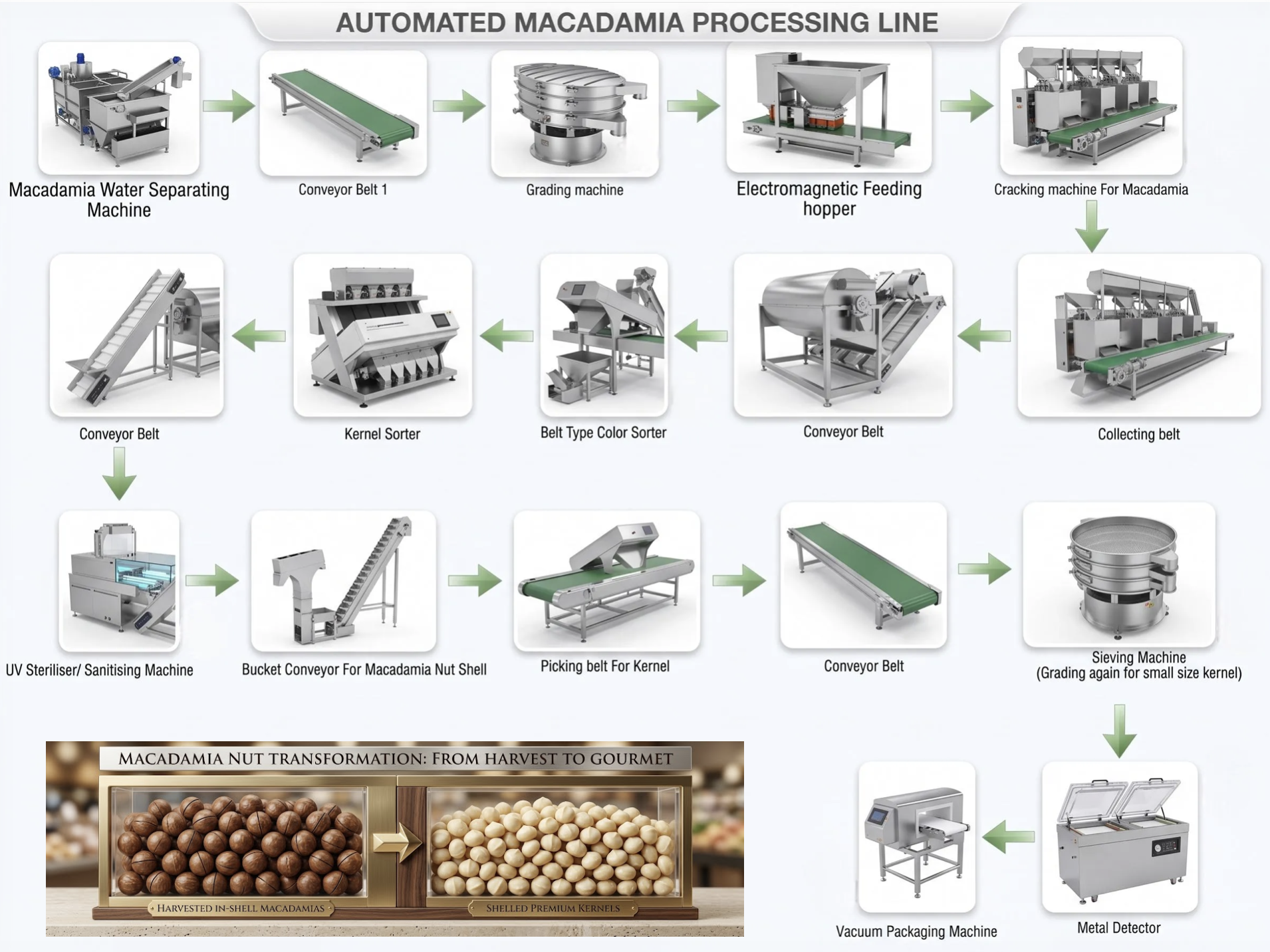 Automated complete macadamia nuts processing line