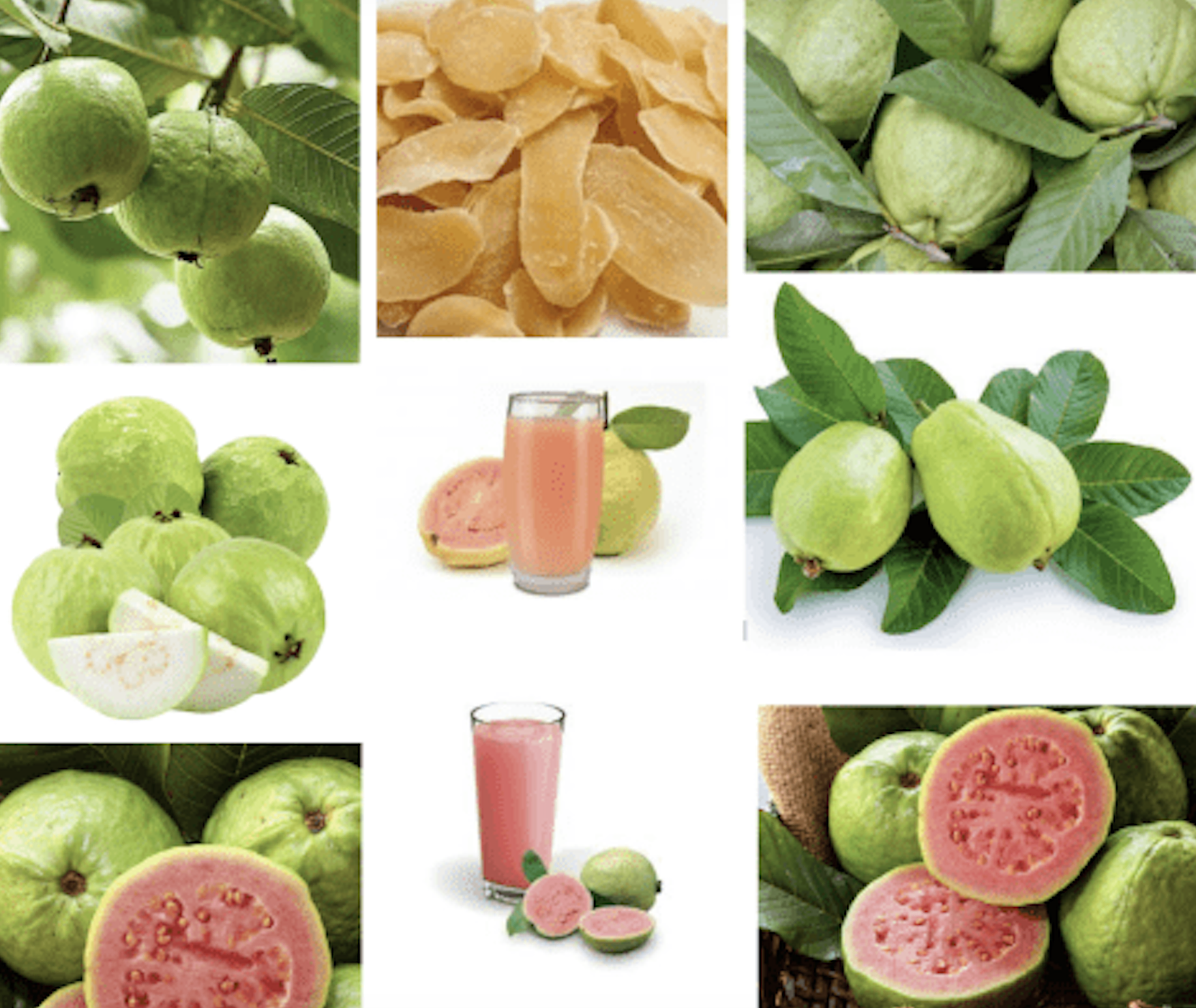 Guava farming and it's fruit industrial processing industry