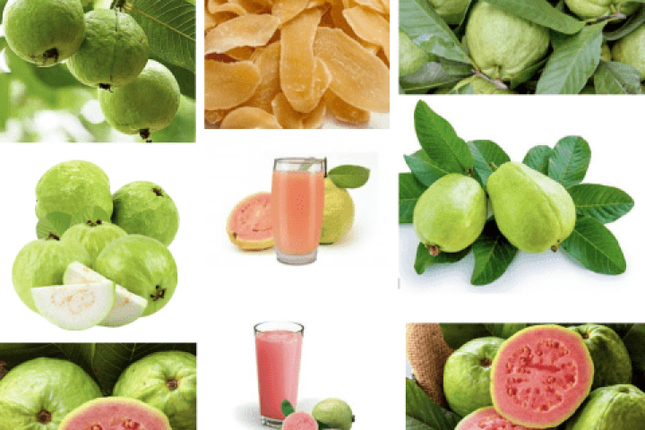 guava-farming-and-its-fruit-industrial-processing.png