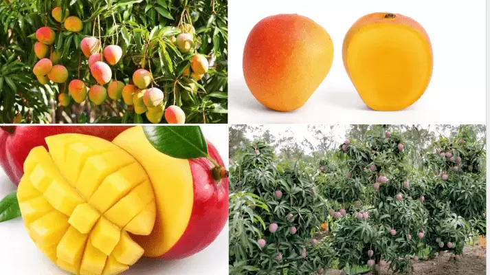 Course: Learn the secret to becoming a millionaire from mango farming (400 Hours).