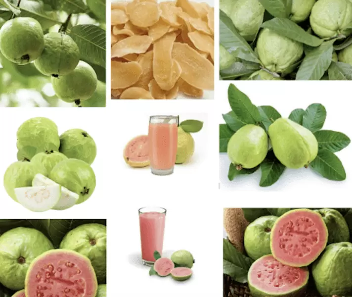 Guava farming and it's fruit industrial processing industry