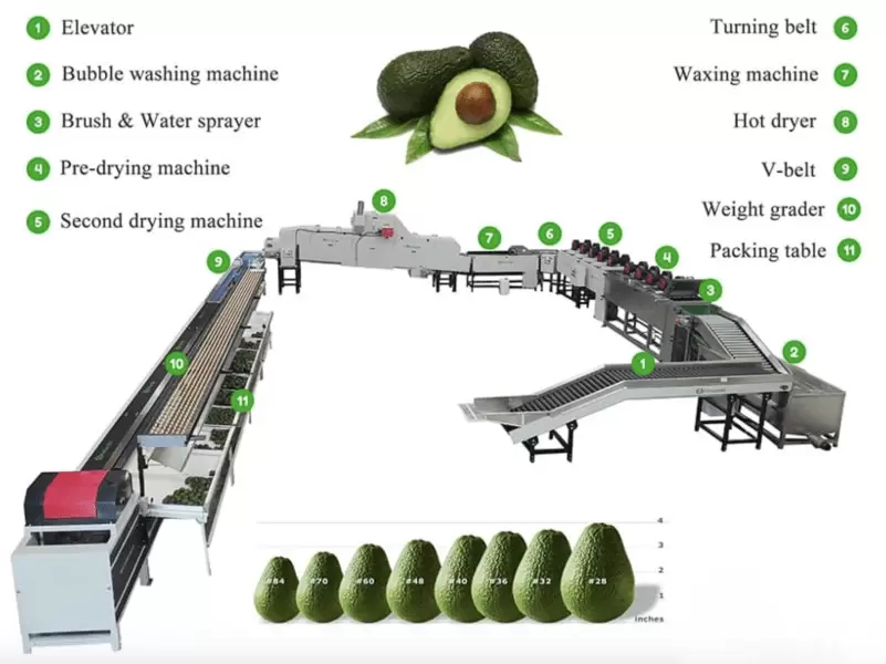 Avocado Washing Drying Waxing Grading Line