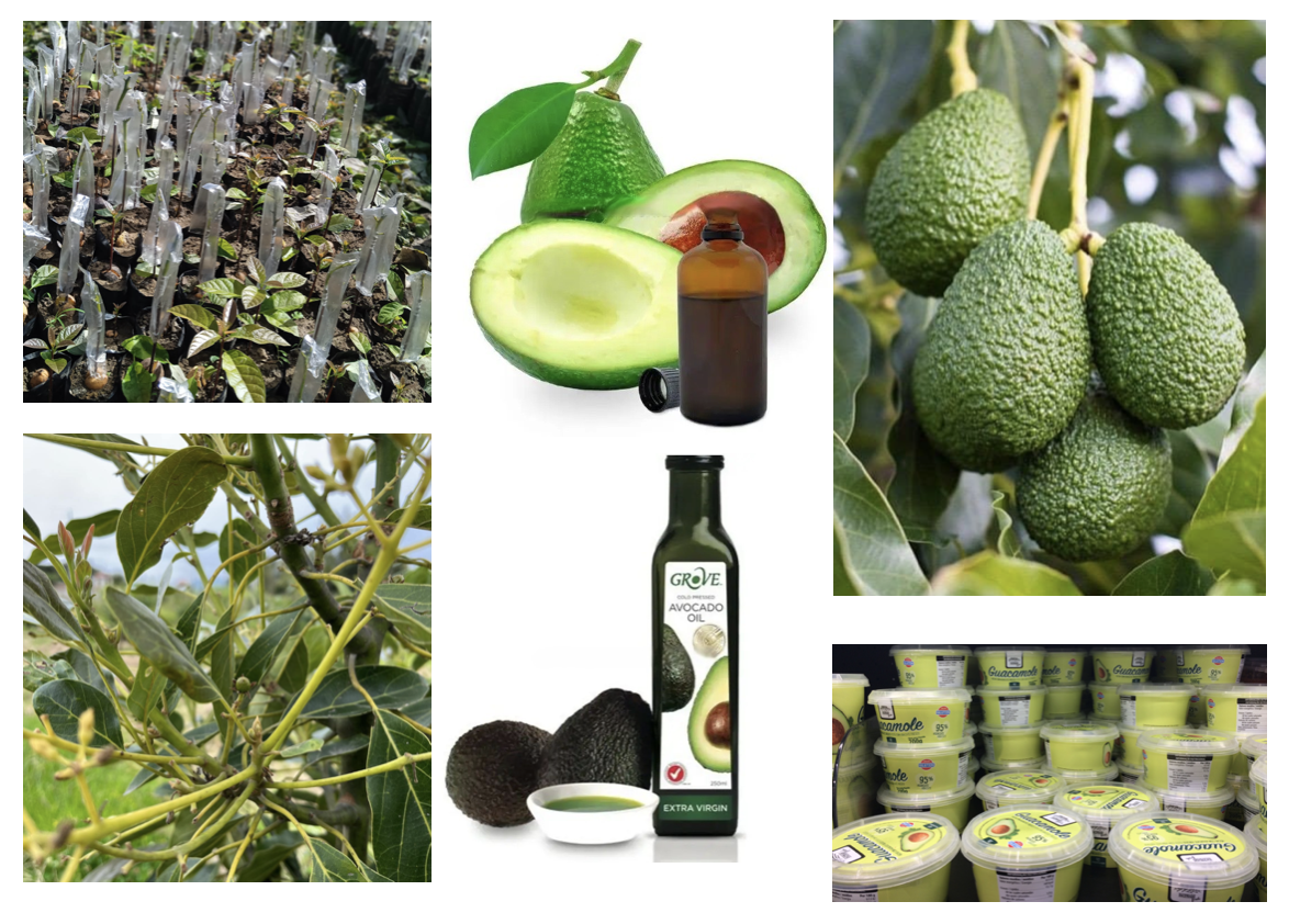 avocado-farming-and-its-fruit-industrial-processing