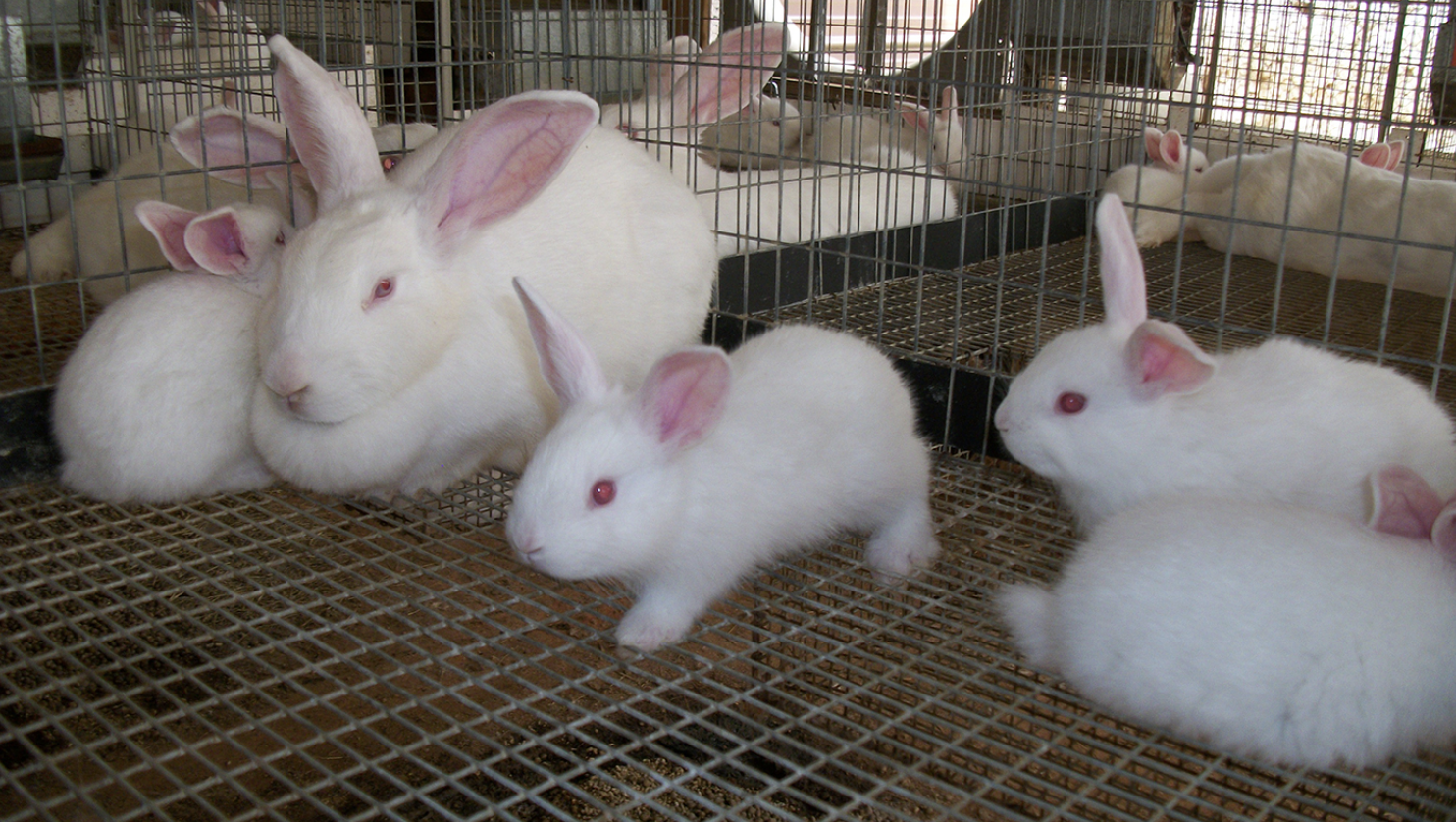 organic-rabbit-farming_1