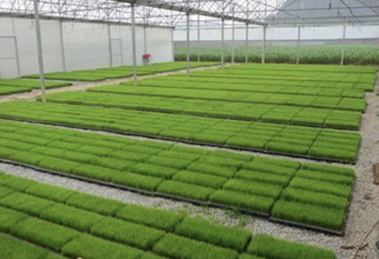 PVC Rice Nursery Trays