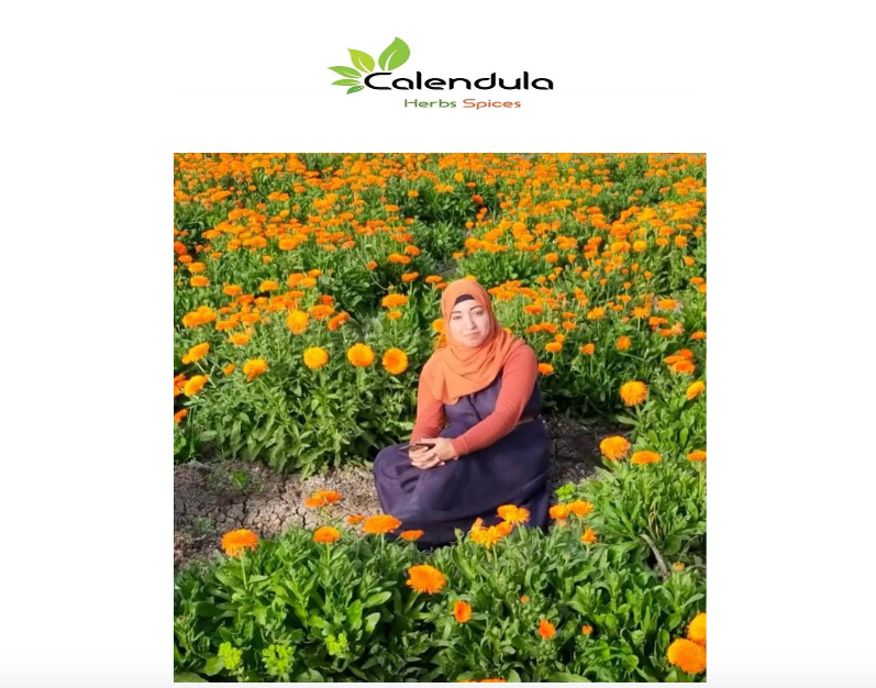 Calendula Herbs Spices For Export