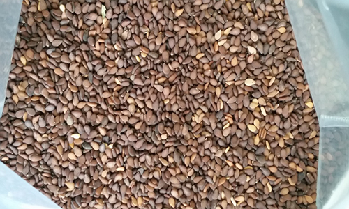 Golden sesame - Calendula Herbs Spices For Export