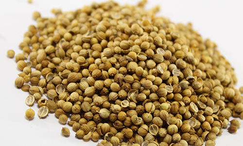 Coriander seeds - Calendula Herbs Spices For Export