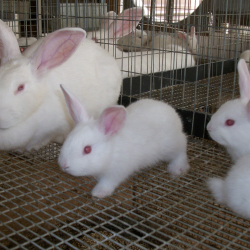 organic-rabbit-farming