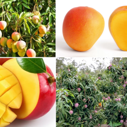 course-how-to-earn-a-lot-of-money-from-mango-farming-for-many-years