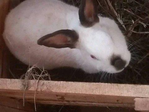 Integrated Rabbit Farming and Organic Farming Project - Rabbit