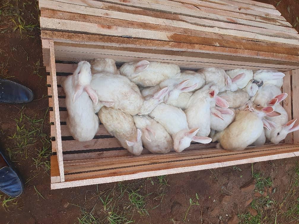 Integrated Rabbit Farming and Organic Farming Project - Rabbit transport boxes