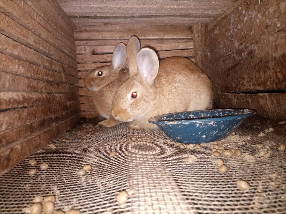Integrated Rabbit Farming and Organic Farming Project - Rabbit breeding boxes