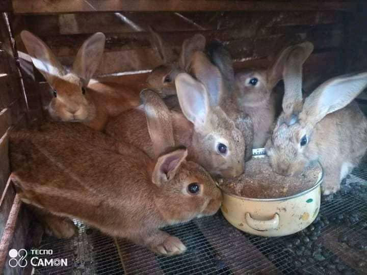 Integrated Rabbit Farming and Organic Farming Project - Rabbit feeding