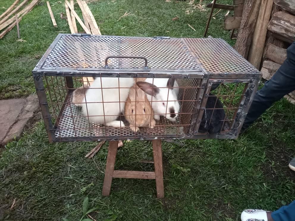 Integrated Rabbit Farming and Organic Farming Project - Rabbit transport boxes