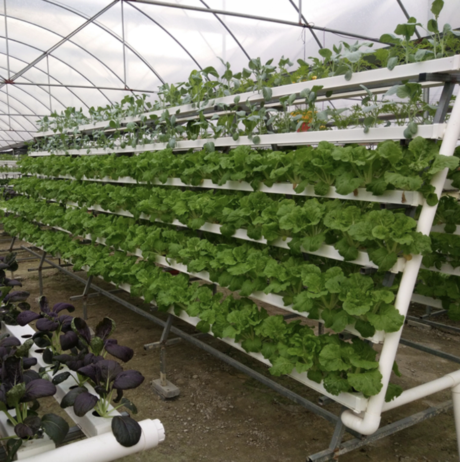 Intellect Vegetable Hydroponic machine