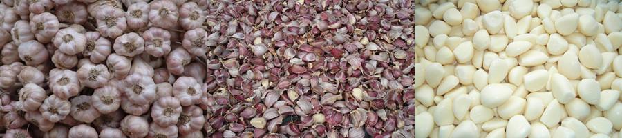 Garlic Separating & Peeling Production Line 4