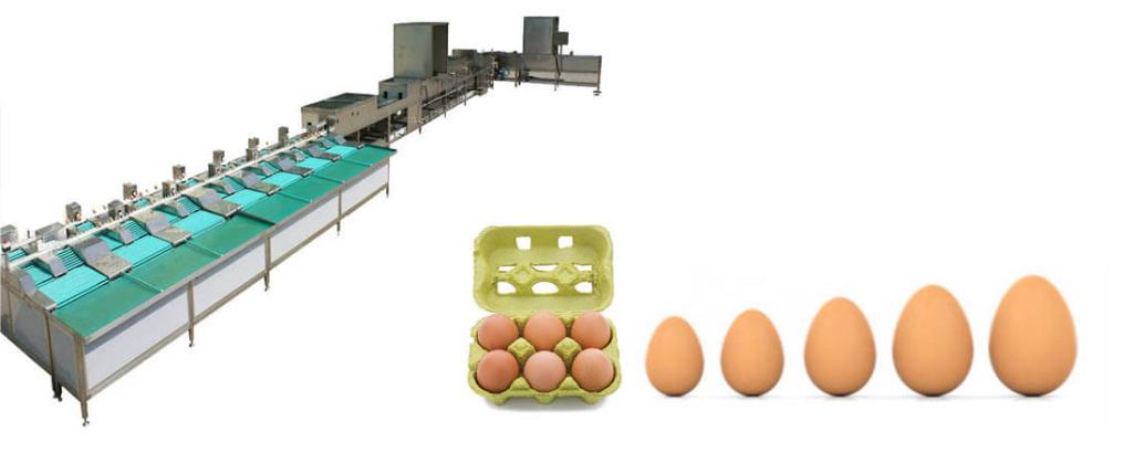 Automatic Egg Cleaning Grading Machine 2