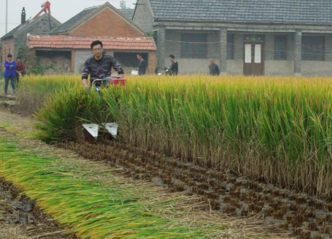 Wheat/Rice Harvester 3