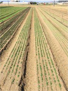 DB series Single Row Onion Planter