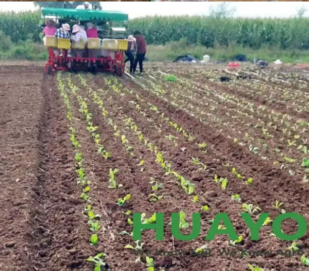 Tractor Vegetable Transplanter