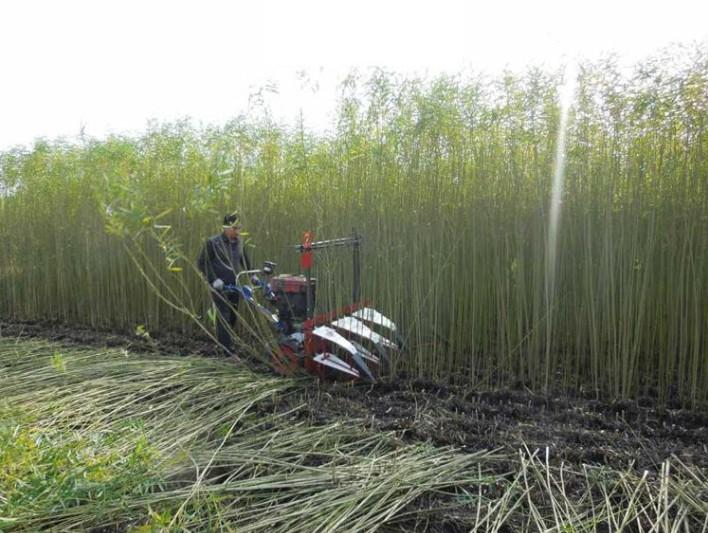 Mini Corn Harvester