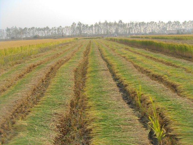 Portable Rice Harvester