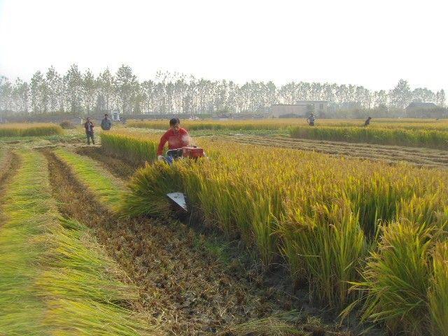 Rice Wheat Reaper