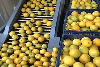 Citrus Processing Line