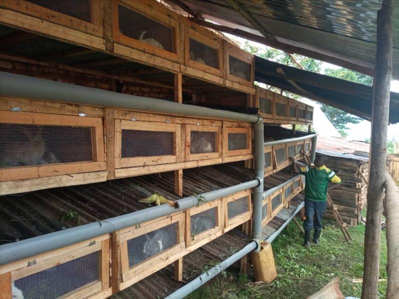 Integrated Rabbit Farming and Organic Farming Project- Rabbit breeding boxes