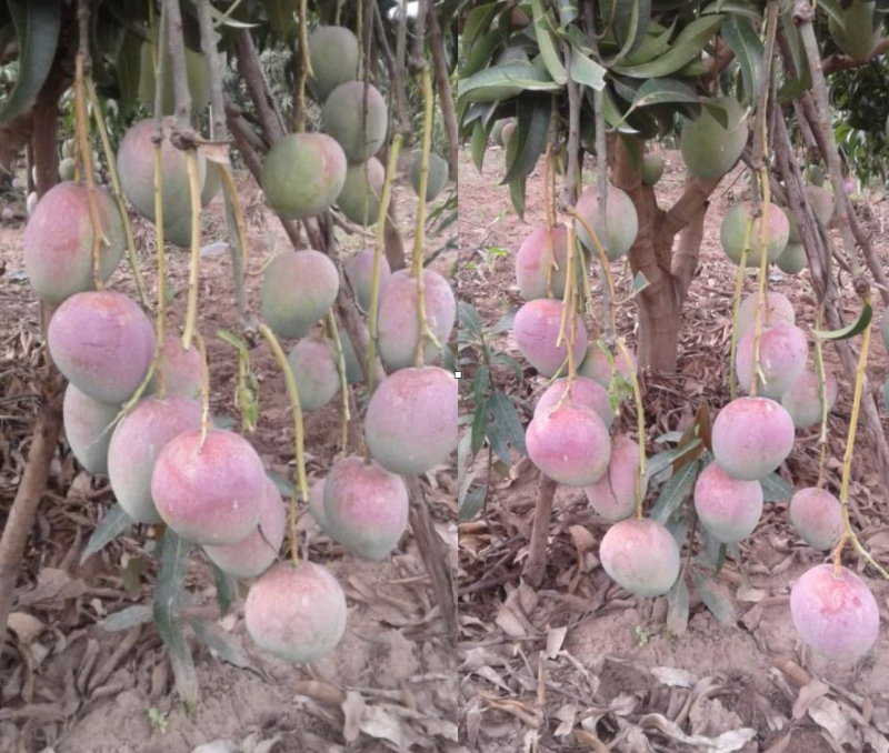 Coopérative de mangues Burundi