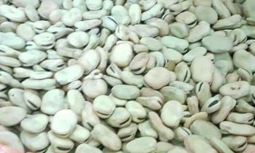 Faba bean - Calendula Herbs Spices For Export