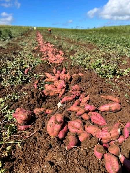 Patates douces - Coopérative Jeunes vie de l'avenir Burundais 