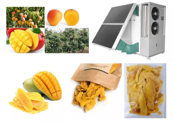 Using Solar dryer to get more money from dried mango.